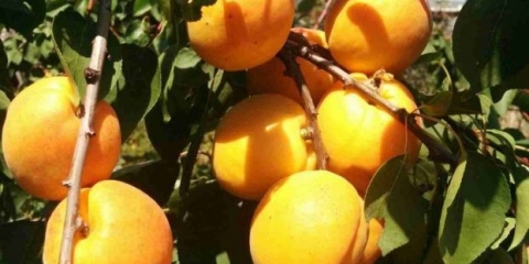 Jerevanska jermenska kajsija (šalah, bijela): opis, fotografija, karakteristike