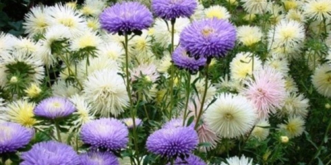 Kineska astra: recenzije, fotografije, uzgoj iz sjemena