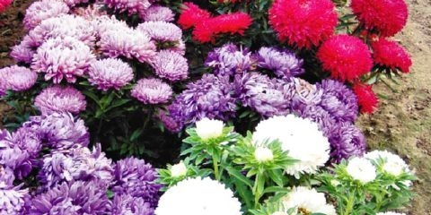 Astra godišnja: sadnja i njega na otvorenom polju, fotografija