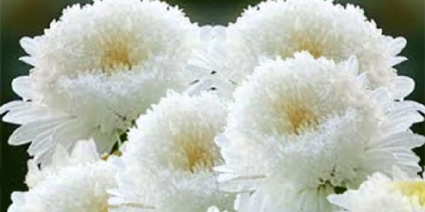 Aster pompon: uzgoj iz sjemena, kada saditi