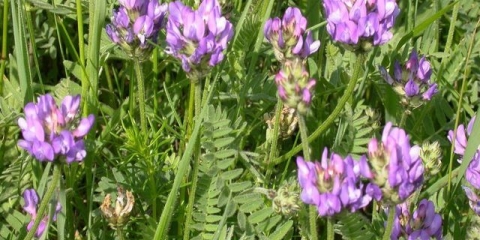 Danski astragalus: opis, fotografija, upotreba u tradicionalnoj medicini