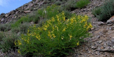 Astragalus gusto razgranat: opis, ljekovita svojstva