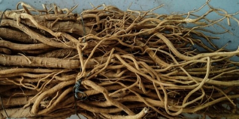 Astragalus: ljekovita svojstva i upotreba, kontraindikacije