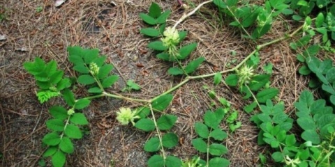 Astragalus slatkolisni (sladni listovi): fotografija, korisna svojstva