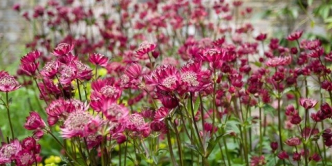 Velika astrantia (astrantia major): fotografija cvijeća u cvjetnoj gredici, opis