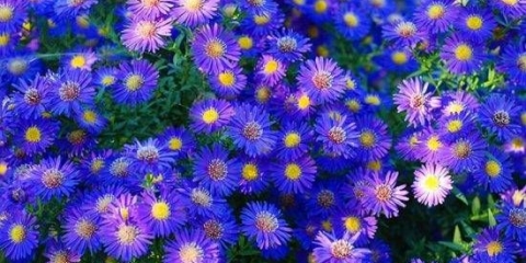 Asters: sorte sa fotografijama i imenima