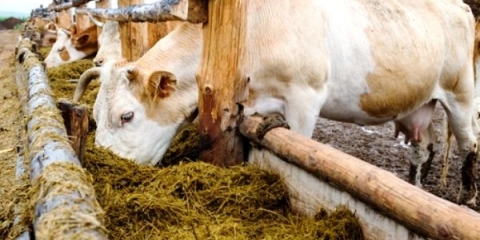 Atonija ožiljka kod krave: liječenje