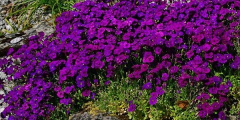 Aubretia (brijanje) višegodišnja: sadnja i njega, fotografija cvijeća u cvjetnoj gredici