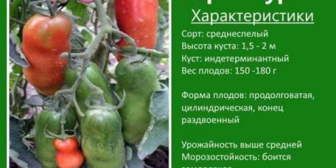 Paradajz auria: karakteristike sorte, načini uzgoja i sadnje