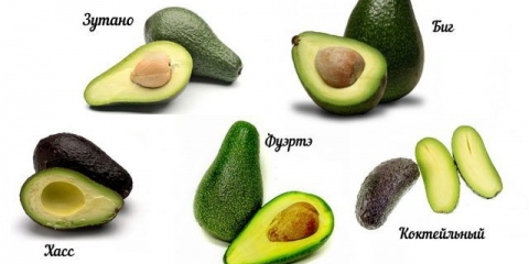 Avokado: vrste i sorte, fotografija i opis
