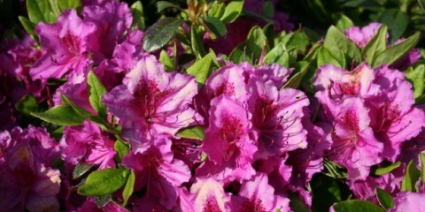 Azalea kenigstein: opis, sadnja i njega, zimska otpornost