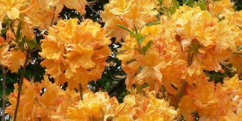 Azalea (rododendron) zlatna svjetla: opis, otpornost na mraz, recenzije