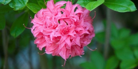 Azalea ružičasta: opis i fotografija, sadnja i njega