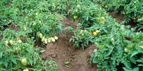 Azotna đubriva za paradajz