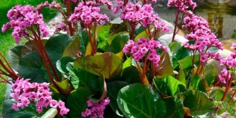 Badan eroica (eroica): opis hibridne sorte, fotografija u pejzažu