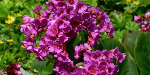 Badan: fotografija cvijeća u pejzažnom dizajnu na web mjestu