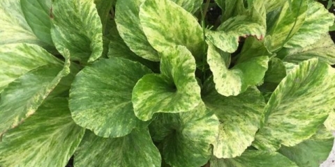 Badan galina serova (galina serova): opis hibridne sorte sa fotografijama i recenzijama