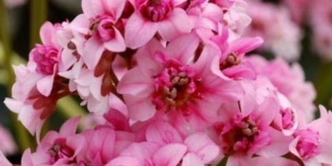 Badan hibrid vreten konjic sakura (vreten konjic sakura): fotografija, opis vrste, sadnja i njega