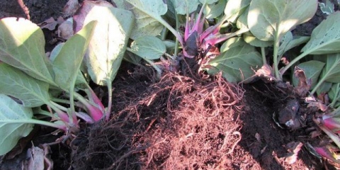 Badan: prenijeti na drugo mjesto, kada i kako je najbolje presaditi