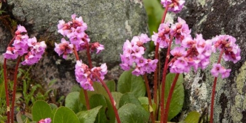 Badan: sorte i vrste sa fotografijom i imenom