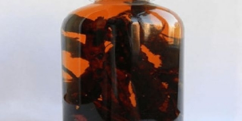 Badan debelolisni: ljekovita svojstva i kontraindikacije za žene, za muškarce