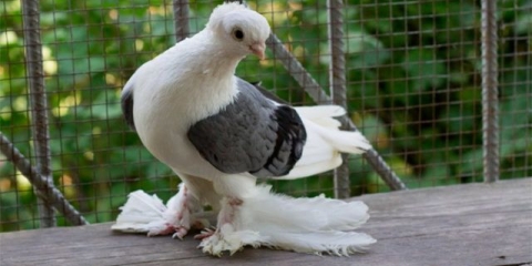 Bakuski ratni golubovi: sorte, fotografije i video zapisi