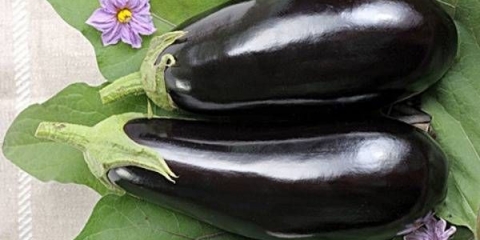 Patlidžan nilski konj f1