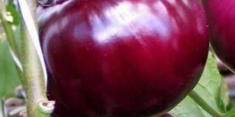 Patlidžan buržoaski