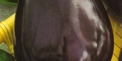 Patlidžan goveđe čelo