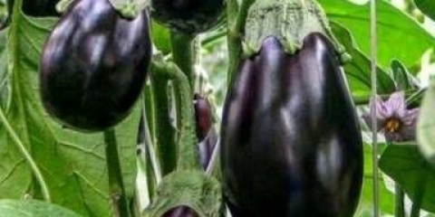 Patlidžan crni zgodan