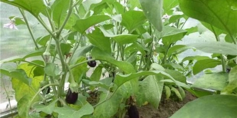 Japanski patuljasti patlidžan