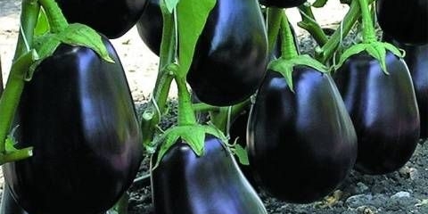 Patlidžan clorinda f1