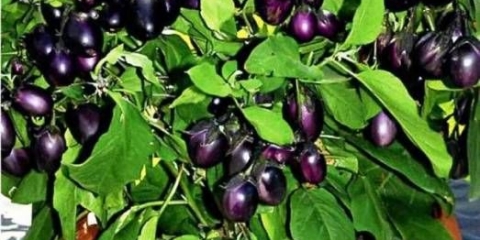 Patlidžan patio blue f1