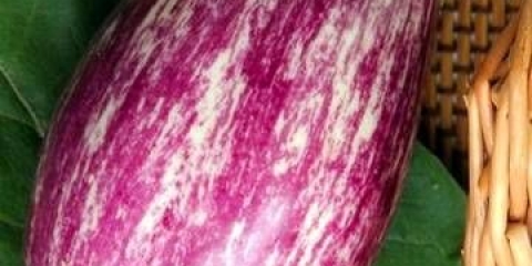 Patlidžan prugasti let