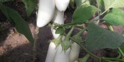 Snježni patlidžan: recenzije + fotografije