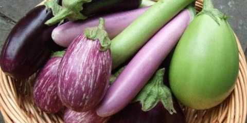 Patlidžan za otvoreno tlo - produktivne i visokoprinosne sorte