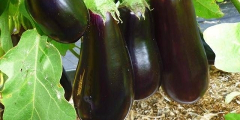 Patlidžani holandske selekcije