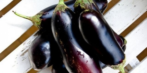 Patlidžani u stakleniku od polikarbonata: sadnja i njega, formiranje grma