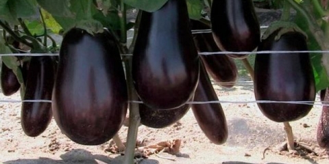 Patlidžan: uzgoj i njega na otvorenom polju