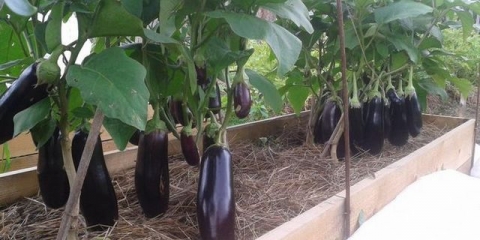 Patlidžan: uzgoj i njega u stakleniku