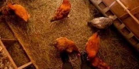 Bakterije u kokošinjcu: recenzije