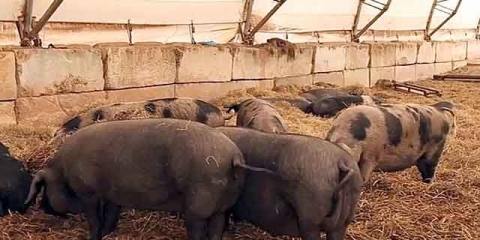 Bakterije za posteljinu u svinjcu