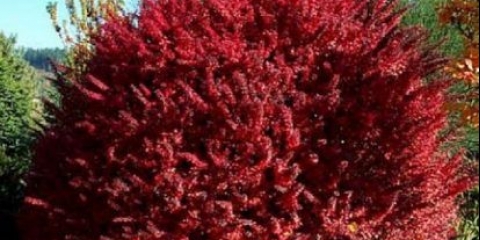 Zlatni prsten žutika (berberis thunbergii zlatni prsten)