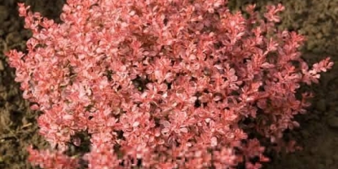 Inspiracija žutikom (berberis thunbergii inspiracija)