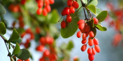 Žutika: korisna svojstva i primjena