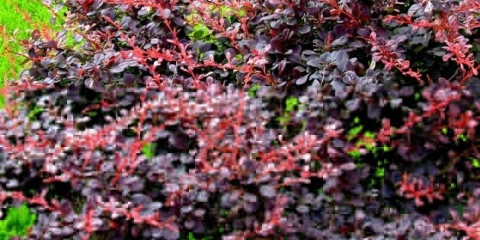 Žutika: sadnja i njega ukrasnog grmlja