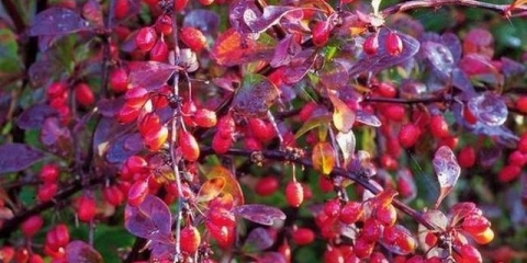 Žutika: sadnja i njega