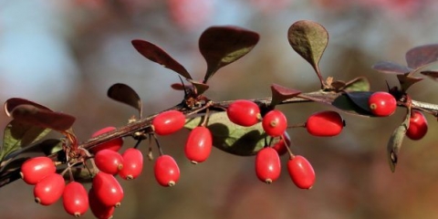 Žutika: sorte, fotografija i opis