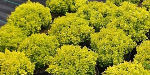 Žutika thunberga aurea