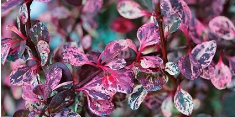 Flamingo thunberg žutika (berberis thunbergii flamingo)